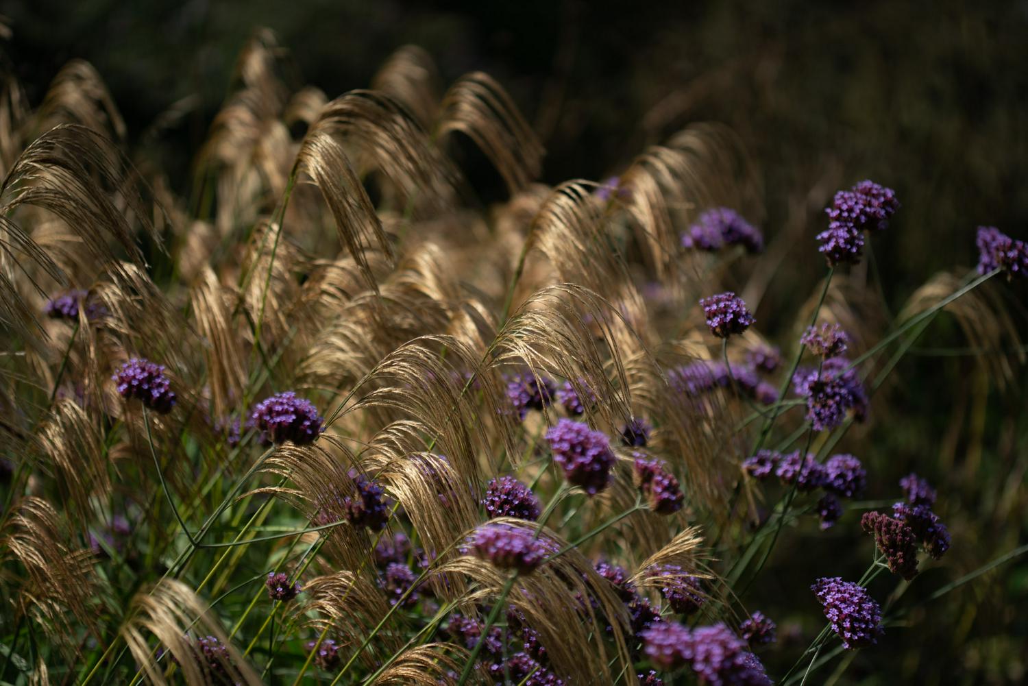 Golden Wheatgrass waving in the wind
